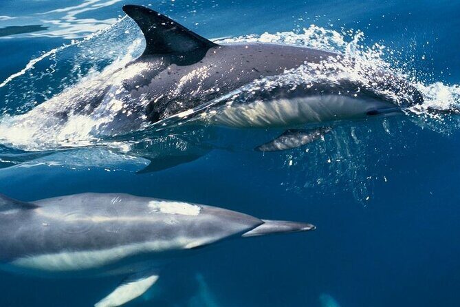 Cruise and Snorkeling with Dolphins Including Lunch from Hurghada - The Value of This Tour