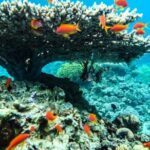 Cruise Experience Half-Day from Aqaba - The Detailed Itinerary