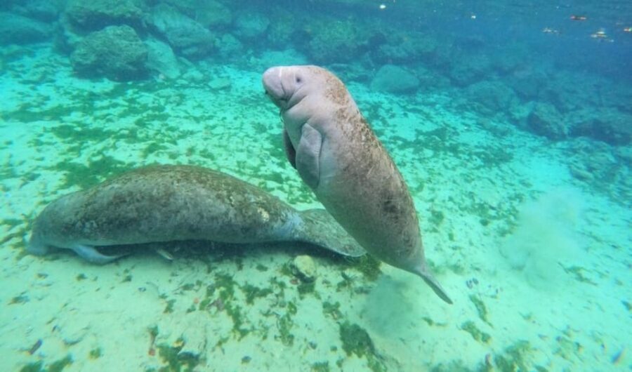 Crystal River: VIP Kayak and Swim with Manatees Tour - Why This Tour Offers Good Value