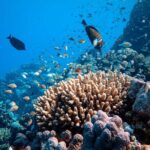 Dahab Blue Hole and Towailat Mountain - Who Is This Tour Best For?