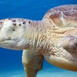 Daily Dive with Dugongs & Turtles at Marsa Mubarak | Marsa Alam - The Experience: What You Can Expect From Start to Finish