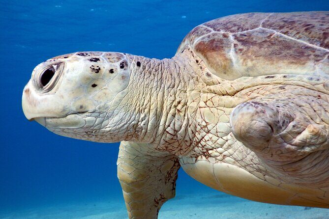 Daily Dive with Dugongs & Turtles at Marsa Mubarak | Marsa Alam - The Experience: What You Can Expect From Start to Finish
