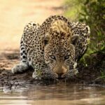 Daily Pilanesberg National Park Private Shuttle Services - What to Expect During Your Journey