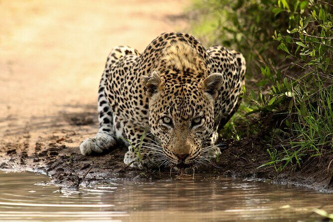 Daily Pilanesberg National Park Private Shuttle Services - What to Expect During Your Journey