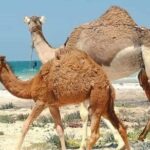 Dakhla White Dune Tour - Final Thoughts: Is the Dakhla White Dune Tour Worth It?