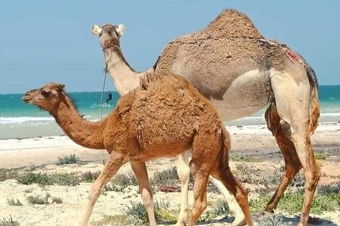 Dakhla White Dune Tour - Final Thoughts: Is the Dakhla White Dune Tour Worth It?