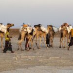 Danakil Depression 3 Days trip - The Sum Up