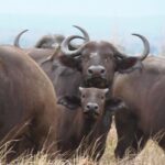 Dar Es Salaam: Day Trip Safari to Mikumi National Park by Train - A Closer Look at the Itinerary