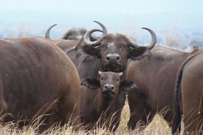 Dar Es Salaam: Day Trip Safari to Mikumi National Park by Train - A Closer Look at the Itinerary