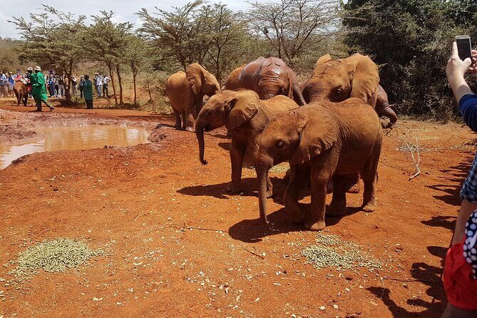 David Sheldrick Elephant Orphanage Half-Day Tour in Nairobi - The Sum Up