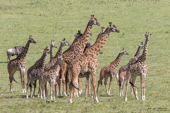Day 1 Arusha  Lake Manyara National Park - The Experience: A Deep Dive into the Safari Itinerary
