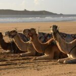 Day Camel Ride with Picnic on Essaouira's beach - The Sum Up
