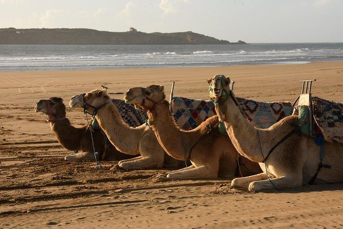 Day Camel Ride with Picnic on Essaouira's beach - The Sum Up