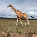 Day Safari; Amboseli National Park from Nairobi. - Who Should Consider This Tour?