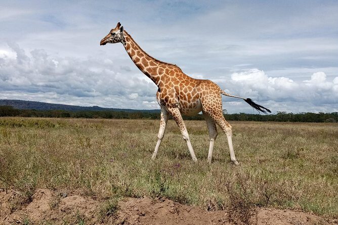 Day Safari; Amboseli National Park from Nairobi. - Who Should Consider This Tour?