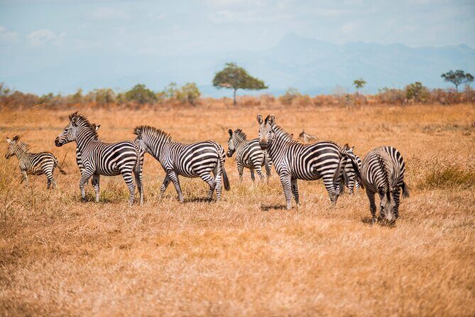 Day Safari Tour to Mikumi National Park - Pricing and Value