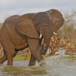 Day Safari tour to Selous Game Reserve from Zanzibar - Final Thoughts