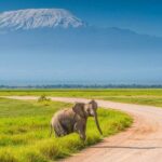Day Tour - Amboseli National Park From Nairobi - The Value of the Tour