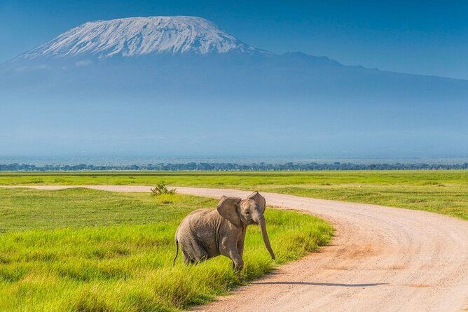 Day Tour - Amboseli National Park From Nairobi - The Value of the Tour