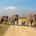Day Tour Amboseli Park From Nairobi - Who Will Love This Tour?