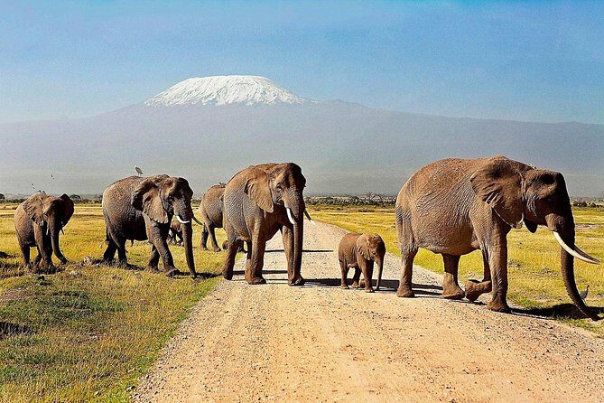 Day Tour Amboseli Park From Nairobi - Who Will Love This Tour?