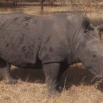 Day Tour Bandia Wildlife Reserve and pink lake - Wildlife Encounter at Bandia Reserve