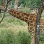 Day Tour Giraffe Center, Karen blixen and Lunch at Carnivore - Exploring the Itinerary in Detail