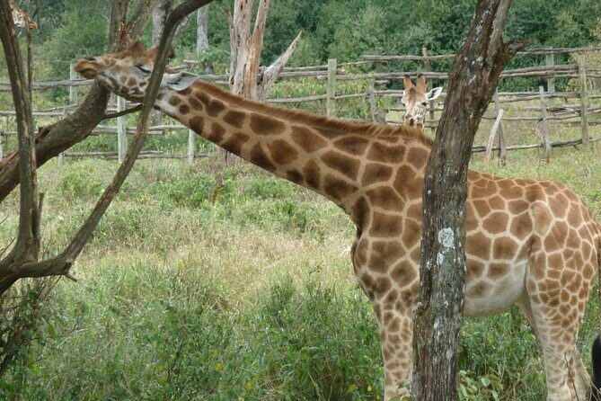 Day Tour Giraffe Center, Karen blixen and Lunch at Carnivore - Exploring the Itinerary in Detail