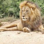 Day Tour in Addo Elephant Park and Port Elizabeth South Africa - What Reviewers Say