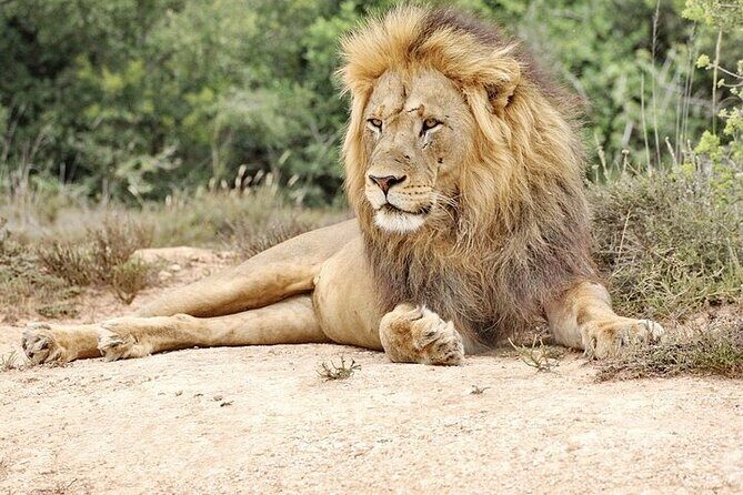 Day Tour in Addo Elephant Park and Port Elizabeth South Africa - What Reviewers Say