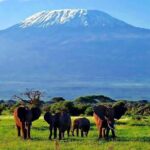 Day Tour Nairobi National Park - A Thorough Look at the Experience