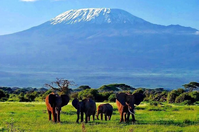 Day Tour Nairobi National Park - A Thorough Look at the Experience