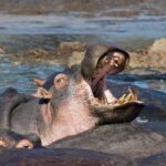 Day Tour: Ngorongoro Conservation Area - Appreciating the Value: Why This Tour is Worth It