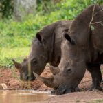Day Tour Of Ziwa Rhino Sanctuary and Wildlife Ranch - ZIWA RHINO TREKKING - Why You’ll Love the Ziwa Rhino Sanctuary Day Tour