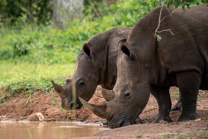 Day Tour Of Ziwa Rhino Sanctuary and Wildlife Ranch - ZIWA RHINO TREKKING - Why You’ll Love the Ziwa Rhino Sanctuary Day Tour