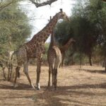 Day tour Somone lagoon and Bandia park Safari - What the Reviews Say: Genuine Perspectives