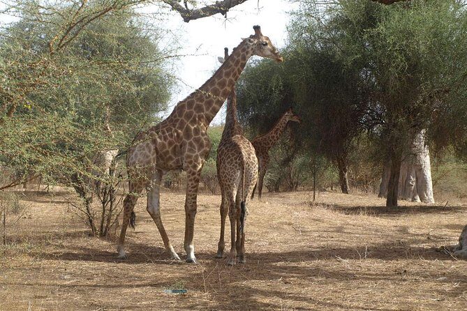 Day tour Somone lagoon and Bandia park Safari - What the Reviews Say: Genuine Perspectives