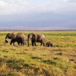 Day Tour To Amboseli National Park - Why This Tour Offers Great Value