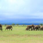 Day Tour to Amboseli National Park - What Makes This Tour Stand Out?
