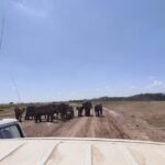 Day Tour to Amboseli National Park - The Value of This Tour