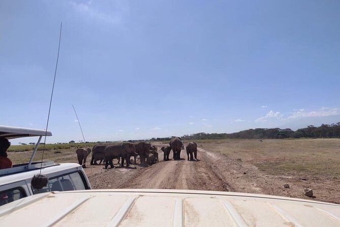 Day Tour to Amboseli National Park - The Value of This Tour