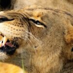 Day tour to Amboseli National Park and Maasai Village - The Maasai Village Experience