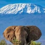 Day Tour To Amboseli National Park From Nairobi - Practical Tips for Making the Most of Your Trip
