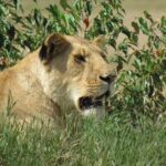 Day Tour To Amboseli National Park from Nairobi - Transport and Comfort