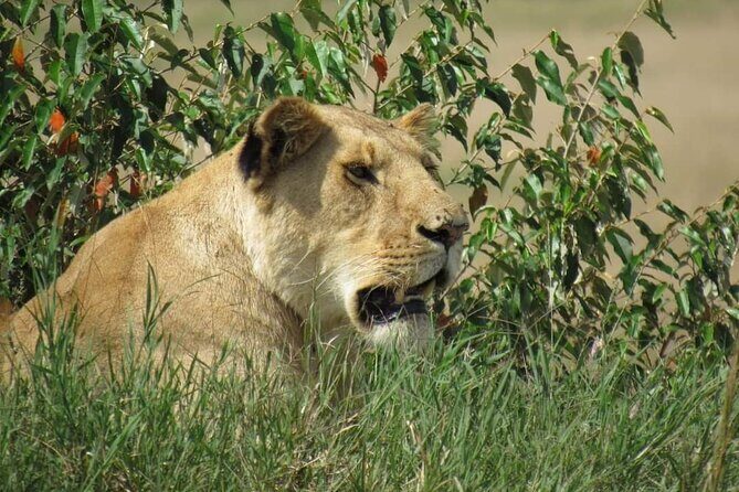 Day Tour To Amboseli National Park from Nairobi - Transport and Comfort