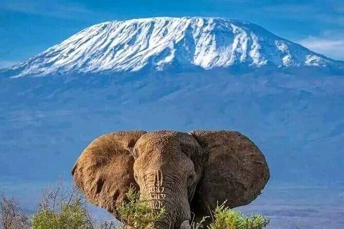 Day Tour To Amboseli National Park From Nairobi - Practical Tips for Making the Most of Your Trip