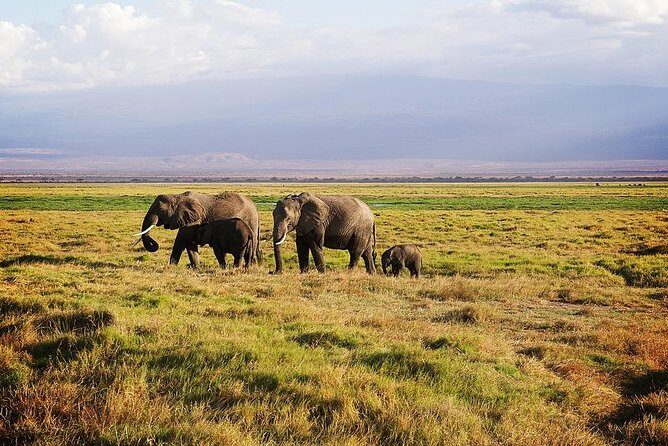 Day Tour To Amboseli National Park - Why This Tour Offers Great Value