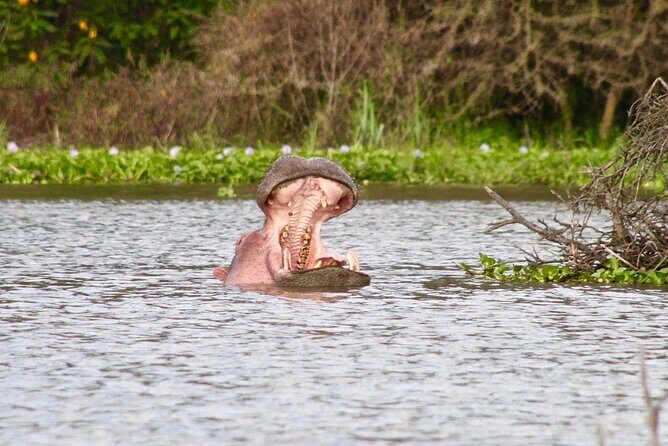 Day Tour to Crescent Island in Naivasha - Why This Tour Is Worth Your While