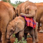 Day tour to Giraffe Center and Karen Blixen Museum - FAQ