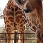 Day tour to Giraffe center and Karen Blixen Nairobi - Authentic Experiences from Guests